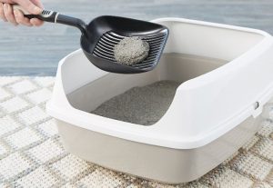 Cát vệ sinh cho mèo